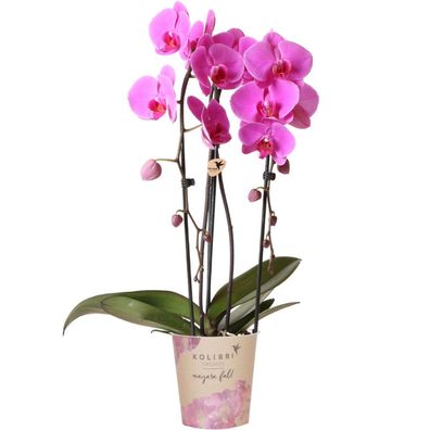 Rosa Phalaenopsis Orchidee - Niagara Fall - Ø12cm - 35-60cm - Zimmerpflanze - Bl?