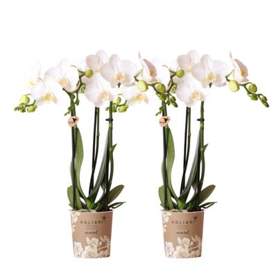 Kolibri Orchids | COMBI DEAL von 2 weißen Phalaenopsis Orchideen - Amabilis - Top