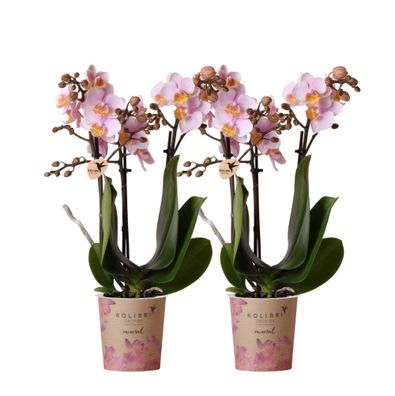 COMBI DEAL von 2 Rosa Phalaenopsis Orchideen - Andorra - Ø9cm - 45cm - Zimmerpfla