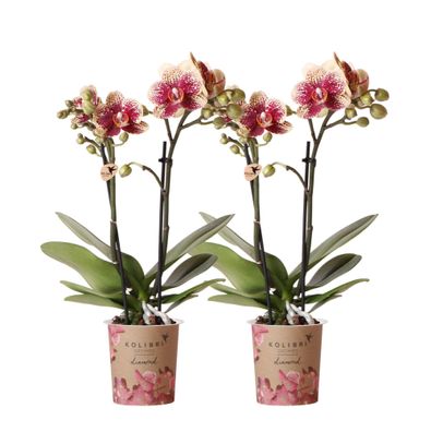 Kolibri Orchids | COMBI DEAL von 2 gelben roten Phalaenopsis-Orchideen - Spanien