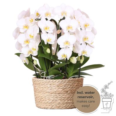 Kolibri Orchids | weißes Orchideen-Set im Schilfkorb inkl Wassertank | drei gebog