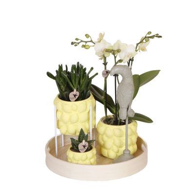 Kolibri Company | Geschenkset Zitruspflanzen-Set mit gelber Phalaenopsis-Orchidee