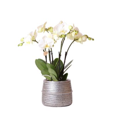 Weiße Phalaenopsis Gent-Orchidee im Groove-Dekotopf silber - Ø12cm - 40cm - Orch