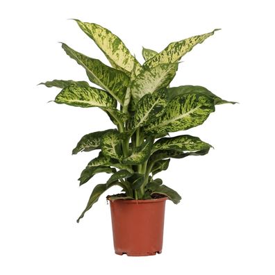 Dieffenbachia Mars - Ø17cm - 50cm - Zimmerpflanze - Immergrün