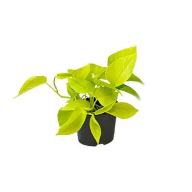 Epipremnum Golden Pothos - Ø12cm - 15cm - Zimmerpflanze - Immergrün