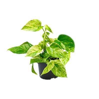 Epipremnum Marble Queen - Ø12cm - 25cm - Zimmerpflanze - Immergrün