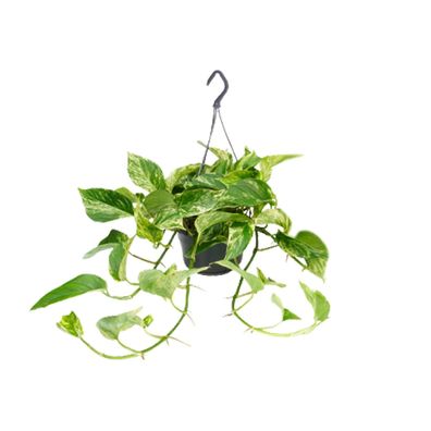 Epipremnum Marble Queen - Scindapsus - Ø15cm - 25cm - Zimmerpflanze - Immergrün