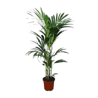 Howea forsteriana - Ø28cm - 110-120cm - Zimmerpflanze - Immergrün