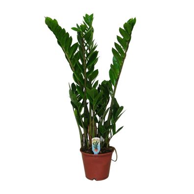 Zamioculcas Zamiifolia - Ø14cm - 40-50cm - Zimmerpflanze - Immergrün