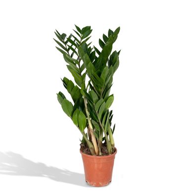 Zamioculcas Zamiifolia - Ø17cm - 60-70cm - Zimmerpflanze - Immergrün