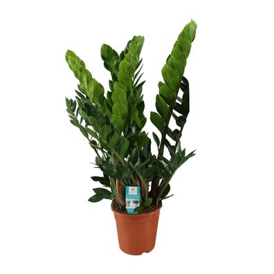 Zamioculcas Zamiifolia - Emerald Palme - Ø21cm - 70-80cm - Zimmerpflanze - Immerg