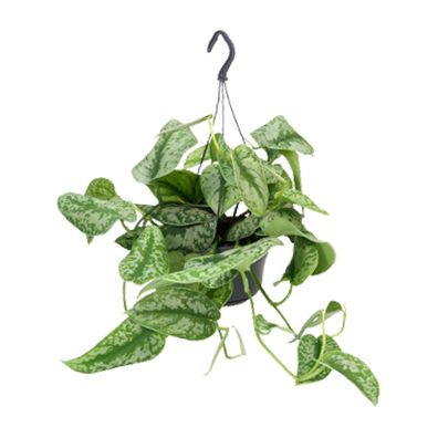 Scindapsus Pictus Trebie - Epipremnum - Ø15cm - 25cm - Zimmerpflanze - Immergrün