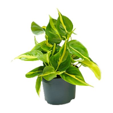 Philodendron Scandens Brasil - Ø12cm - 15cm - Zimmerpflanze - Immergrün