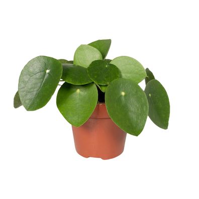 Pilea Peperomiodes - Pannekoekenplant - Ø12cm - 20cm - Zimmerpflanze - Immergrün