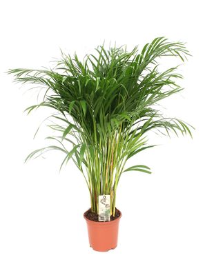 Dypsis Lutescens - Ø21cm - 110cm - Zimmerpflanze - Immergrün