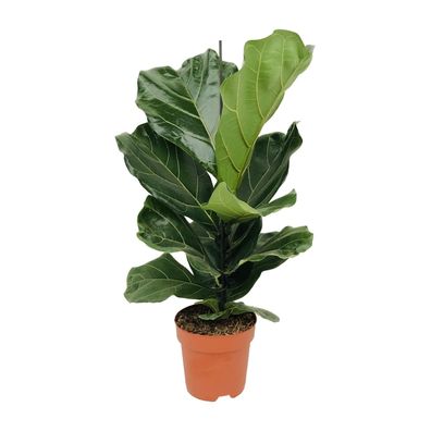 Ficus Lyrata - 17 - Ø18cm - 75cm - Zimmerpflanze - Immergrün