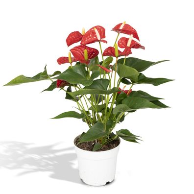 Anthurium Red - Flamingoplant - Ø18cm - 55cm - Zimmerpflanze - Immergrün