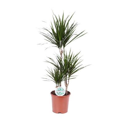 Dracaena Marginata - Ø22cm - 115cm - Zimmerpflanze - Immergrün