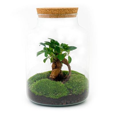 Flaschengarten - Milky mit bonsai - Ø21cm - 30cm - Ökosystem & Terrarium