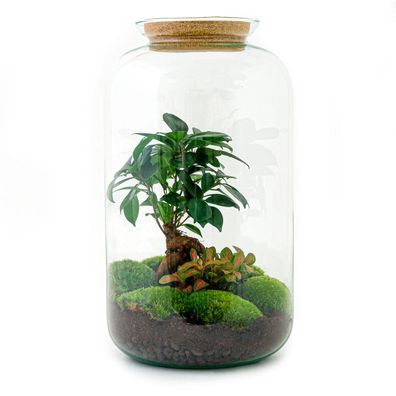 Flaschengarten - Sven Bonsai - Ø23cm - 43cm - Ökosystem & Terrarium