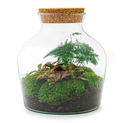 Flaschengarten - Little Joe Normal - Ø20cm - 21,5cm - Ökosystem & Terrarium