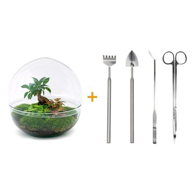 Flaschengarten - Dome XL - Ficus Ginseng Bonsai - Rake + Shovel + Tweezer + Scisso