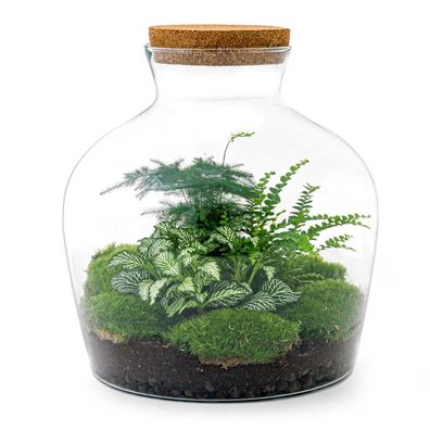 Flaschengarten - Fat Joe grün Normal - Ø29cm - 30cm - Ökosystem & Terrarium