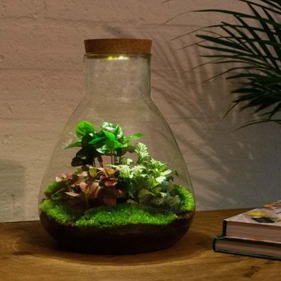 Flaschengarten - Sam mit Lampe Normal - Ø25cm - 30cm - Ökosystem & Terrarium