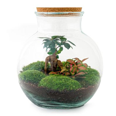 Flaschengarten - Teddy bonsai - Ø25cm - 26,5cm - Ökosystem & Terrarium