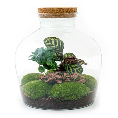 Flaschengarten - Fat Joe Coffea Normal - Ø29cm - 30cm - Ökosystem & Terrarium