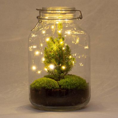 DIY Flaschengarten - Jar Christmas - Ø18cm - 28cm - Ökosystem & Terrarium