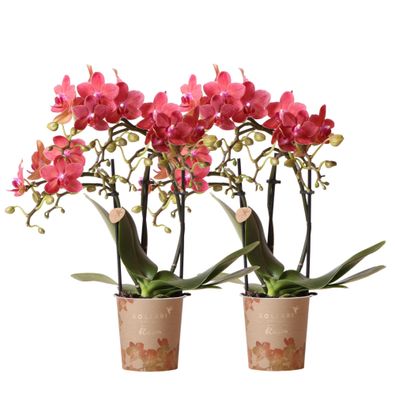 COMBI DEAL von 2 roten Phalaenopsis Orchideen - Congo - Ø9cm - 30cm - Zimmerpflan