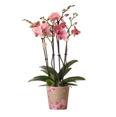 Orange rosa Phalaenopsis Orchidee - Jewel Pirate Picotee - Ø12cm - 35-45cm - Zimm