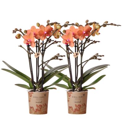 Kolibri Orchids | COMBI DEAL von 2 orange Phalaenopsis Orchideen - Bozen - Topfgr?