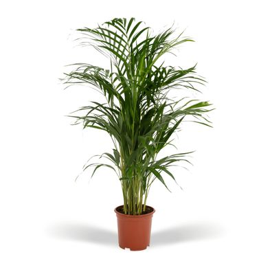 Areca Palme - Ø35cm - 85cm - Zimmerpflanze - Immergrün