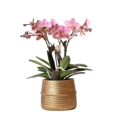 Kolibri Orchids | Rosa Phalaenopsis Orchidee - Treviso im Groove Topf gold - Topfg