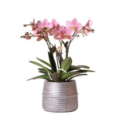 Kolibri Orchids | Rosa Phalaenopsis-Orchidee - Treviso im Groove-Topf silber - Top