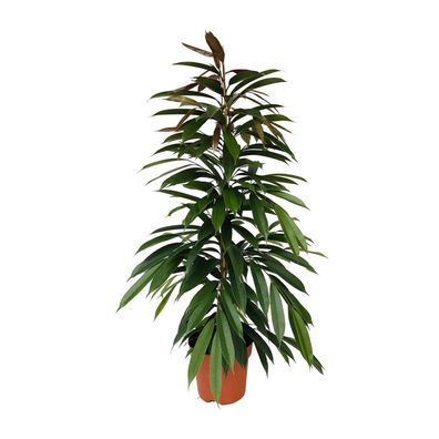 Ficus Binnendijkii Amstel King - Ø21cm - 95cm - Zimmerpflanze - Immergrün