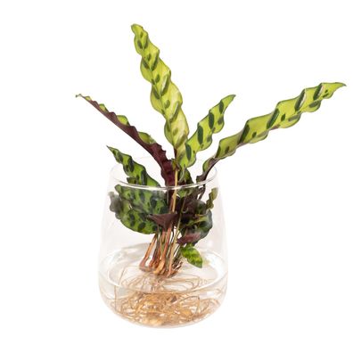 Calathea Insignis im Kingston glas - Ø4cm - 30cm - Zimmerpflanze - Immergrün