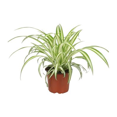 Chlorophytum - Ø25cm - 12cm - Zimmerpflanze - Immergrün