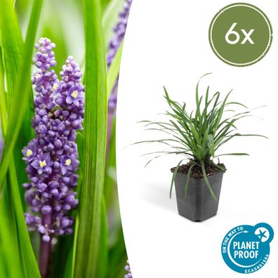 6x Liriope muscari 'Big Blue' - 6x - Ø9cm - 10-25cm - Gartenpflanze - Multideal