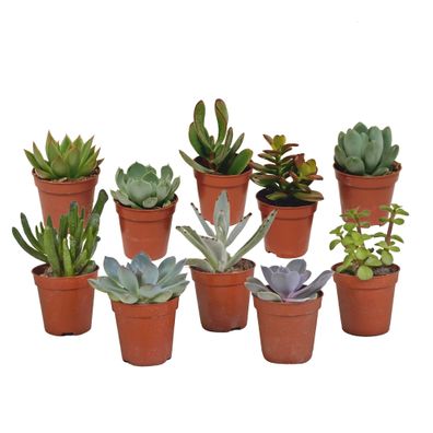 Vetplanten mix | 10 Stücke - Ø5,5cm - 13cm - Zimmerpflanze - Immergrün - Multideal