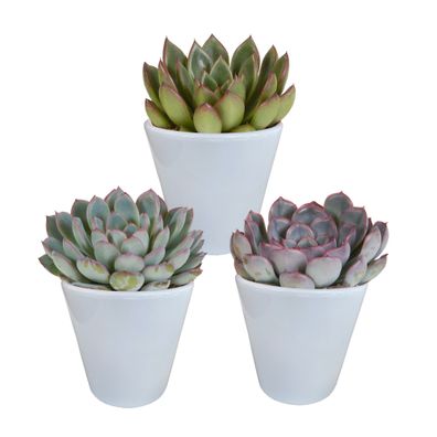 Echeveria mix im Weiße Topf | 3 Stücke - Ø8,5cm - 15cm - Zimmerpflanze - Immerg