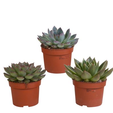 Echeveria mix | 3 Stücke - Ø10,5cm - 21cm - Zimmerpflanze - Immergrün - Multide