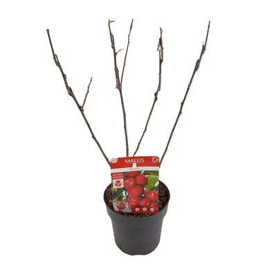 Malus 'Appletini' - Ø13cm - 10cm - Gartenpflanze - Gemüse & Obst
