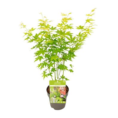 Acer-Palme Going Green - Ø15cm - 30cm - Gartenpflanze