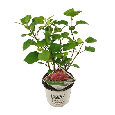 Hortensie arbo 'Pink Annabelle' - Hortensie - Ø19cm - 30cm - Gartenpflanze