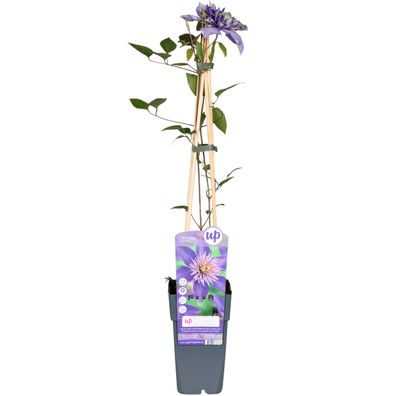 Clematis Multi Blue - Ø15cm - 55-65cm - Gartenpflanze