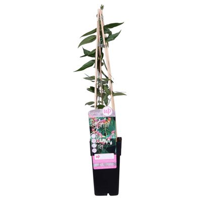 Lonicera henryi - Ø15cm - 55-65cm - Gartenpflanze