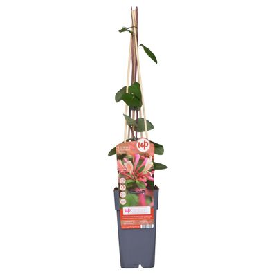 Lonicera periclymenum 'Belgica' - Ø15cm - 55-65cm - Gartenpflanze